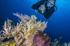 Reef and diver, Bahamas