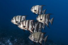 Spadefish, Bahamas