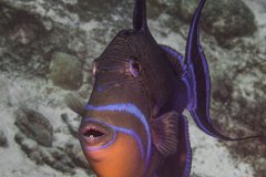 Queen triggerfish, Bahamas