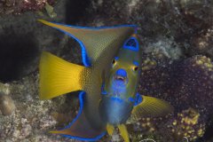 Queen angelfish, Bahamas