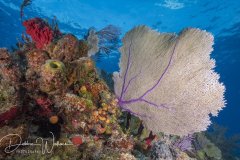 Reefscape, Bahamas