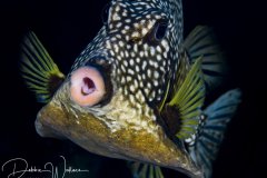 Trunkfish, Bahamas