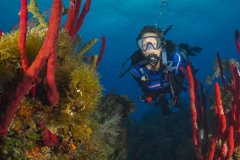 Reef and diver, Bahamas