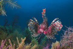 Technicolor lionfish, Bahamas