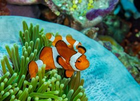 Clownfish Anenome, Indonesia