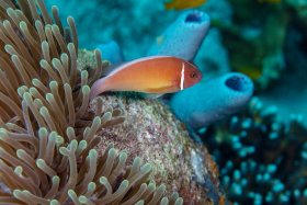 Clown in blue, Indonesia