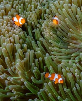 Three clowns, Indonesia