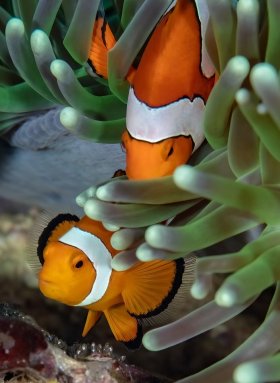 Clownfish Couple  with Eggs, Indonesia