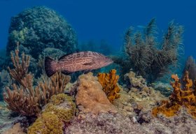 Grouper, Florida Keys
