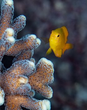 Mellow Yellow, Indonesia