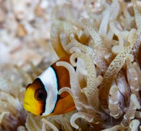Peekaboo, Indonesia