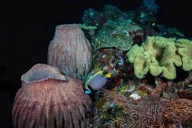 Still Life, Indonesia