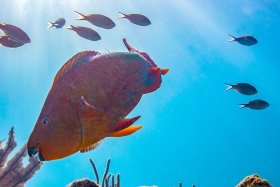 Up Parrot, Florida Keys