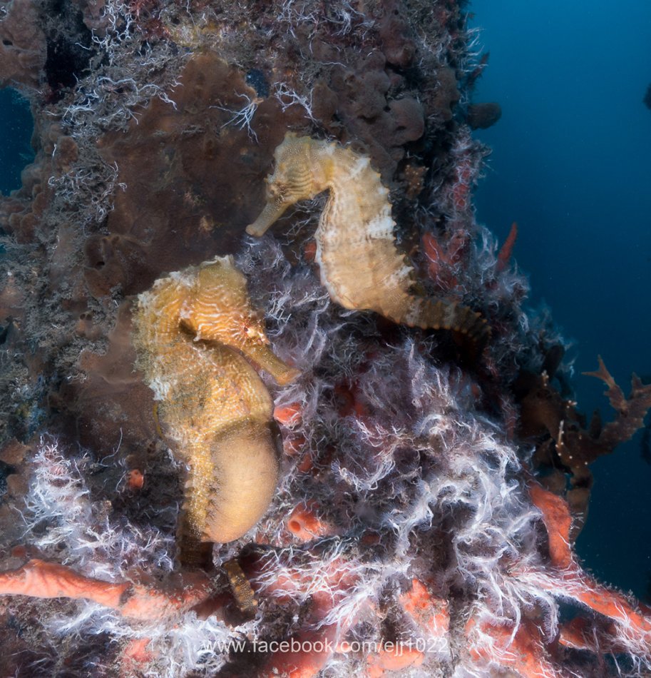 Lined Seahorse, Blue Heron Bridge