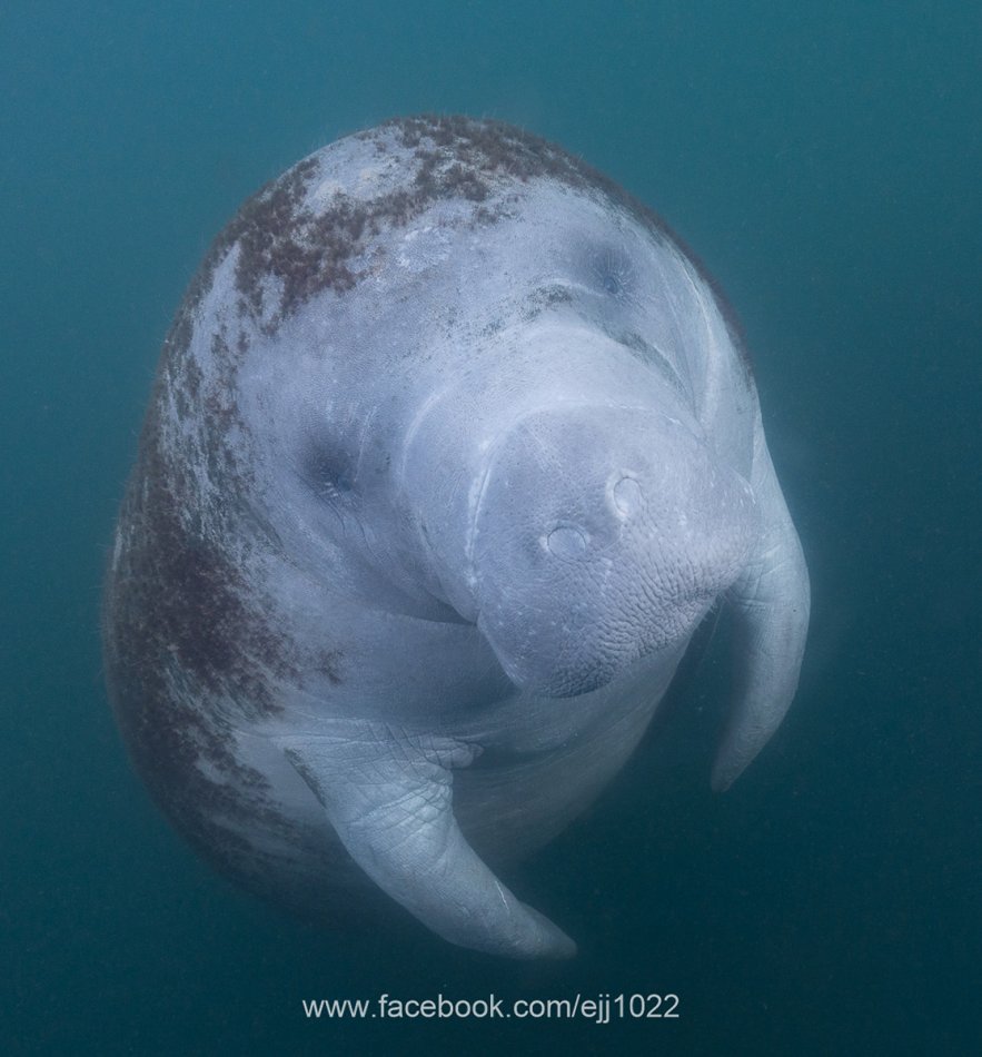 Manatee