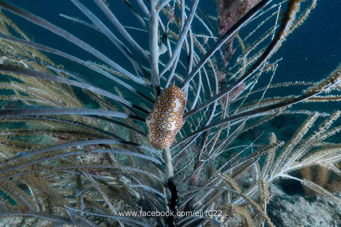 Flamingo Tongue snail, Lauderdale by the Sea