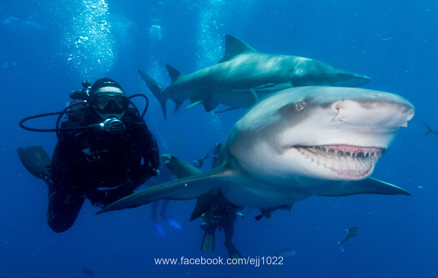 Lemon Shark "Snooty"