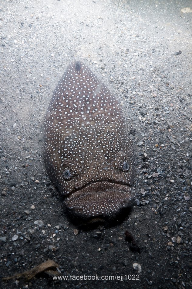 Northern Stargazer, Blue Heron Bridge