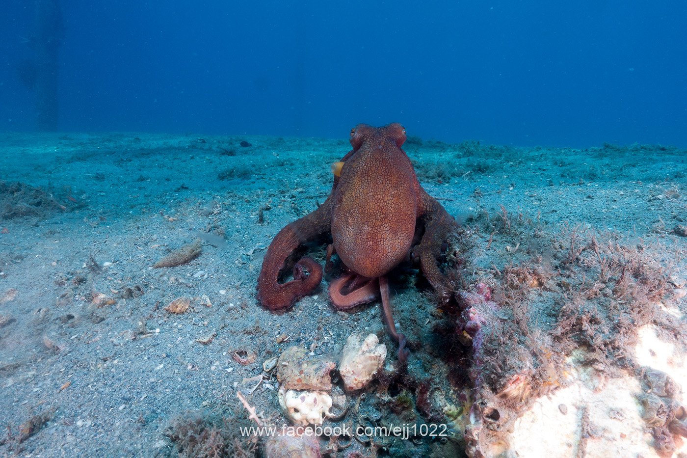 Common Octopus, Blue Heron Bridge