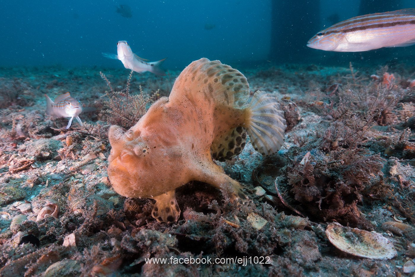 Frog Fish, Blue Heron Bridge