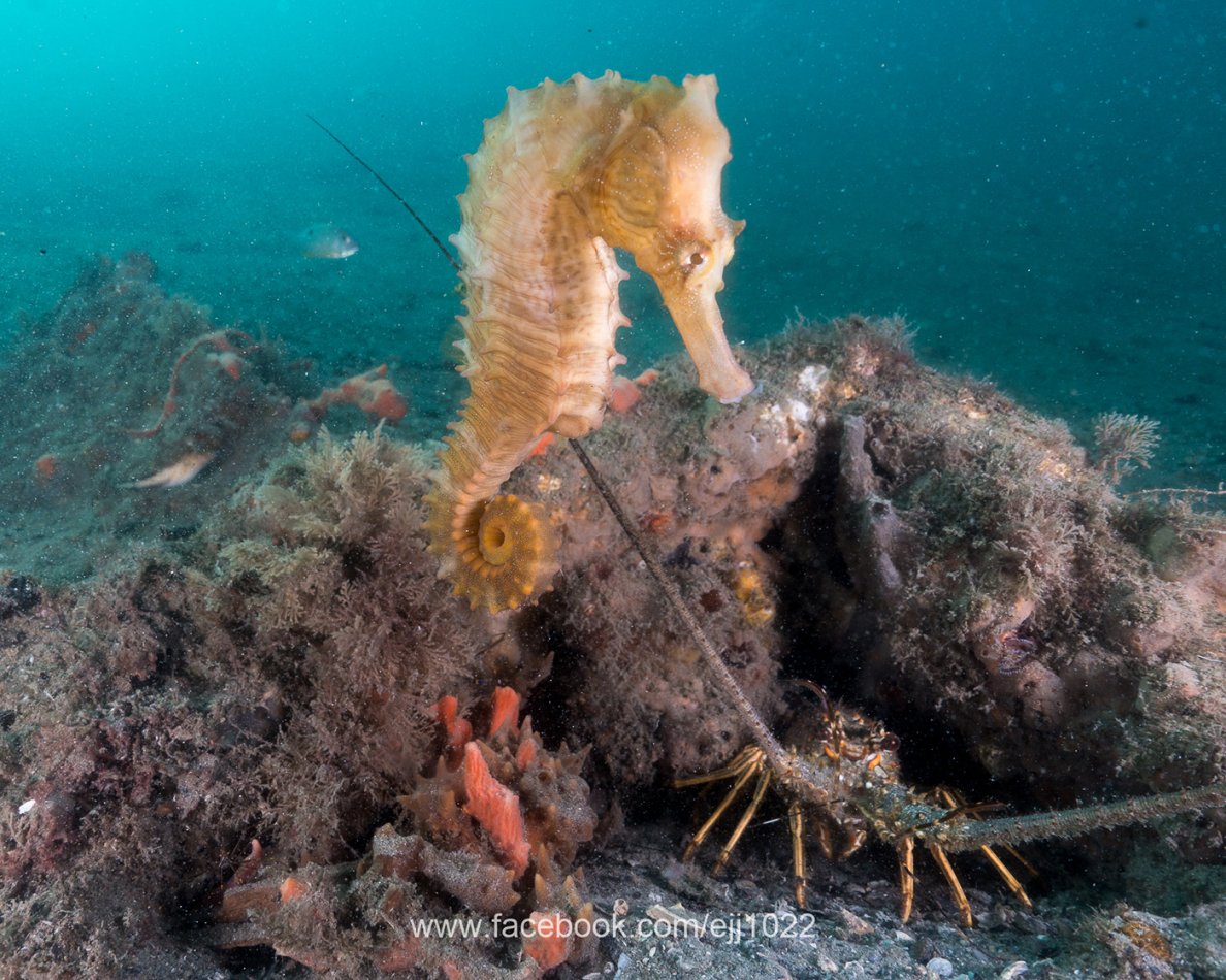 Caribean Spiny Lobster and Lined Seahorse, Blue Heron Bridge