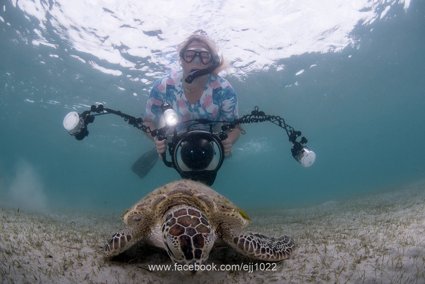 Green Turtle (Chelonia mydas), Nikole Ordway, Turtle Town