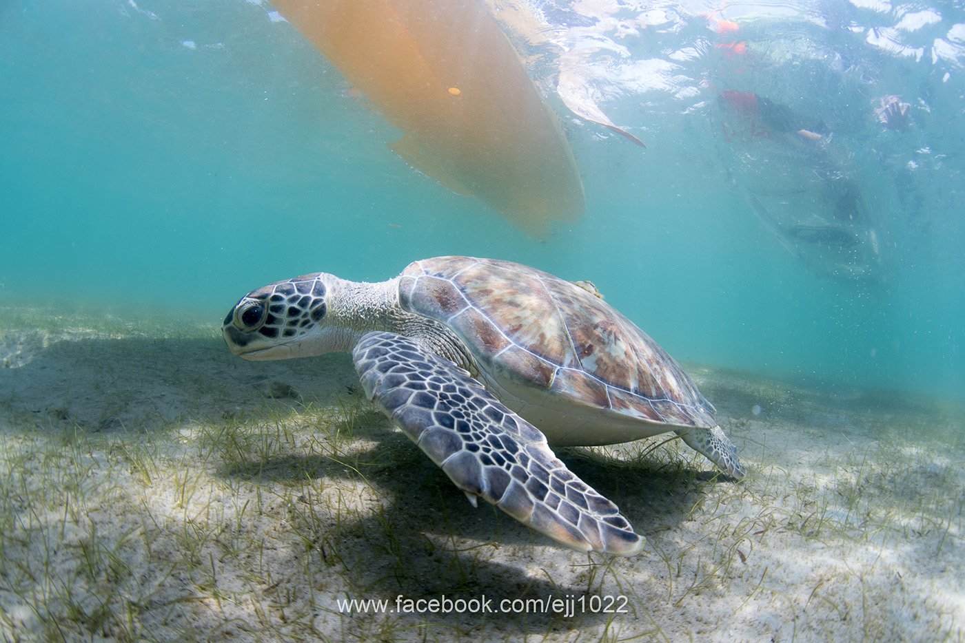 Green Turtle (Chelonia mydas), Turtle Town