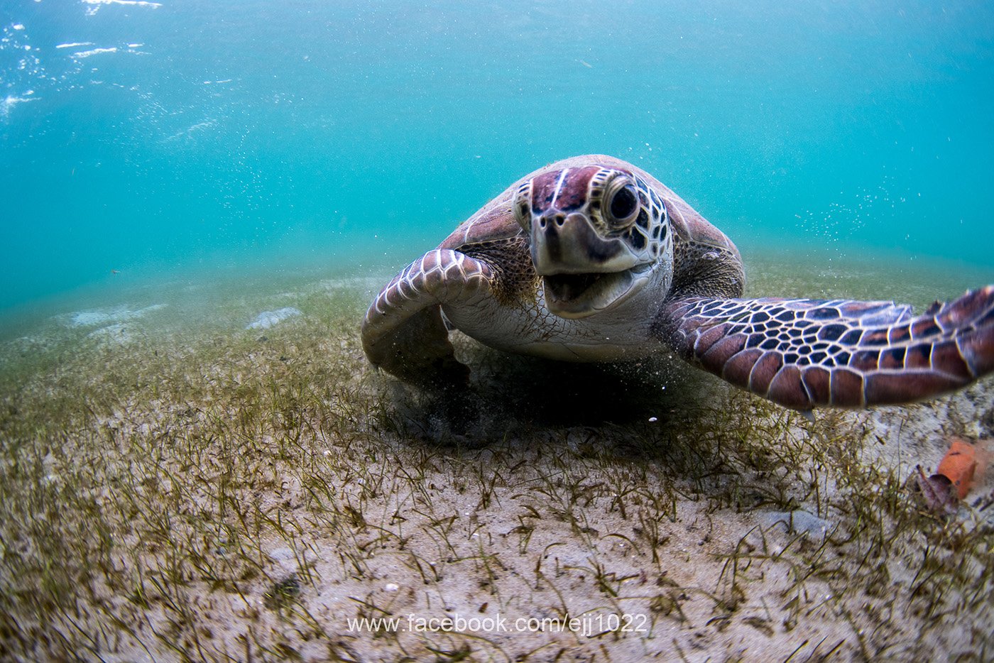 Green Turtle (Chelonia mydas), Turtle Town