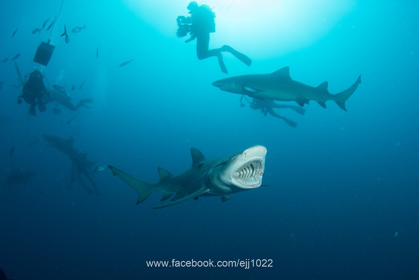Lemon Shark