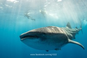 Whale Shark (Rhincodon typus), Isla Mujeres