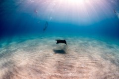 Spotted Eagle Ray (Aetobatus narinari), Bahamas