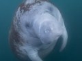 Manatee