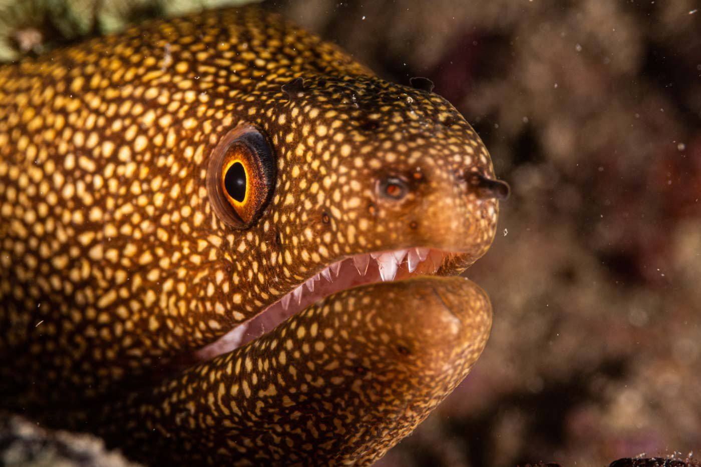 Goldentail Moray in Lauderdale by the Sea