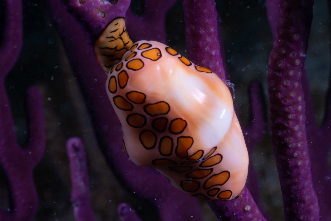 Flamingo Tongue on Gorgonian, Key Largo
