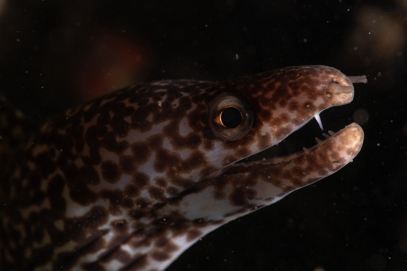 Suspicious spotted moray giving me side eye