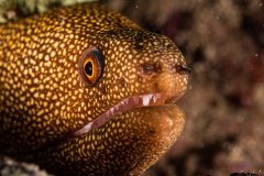 Goldentail Moray in Lauderdale by the Sea
