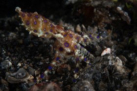 Blue Ring Octopus, Lembeh Strait