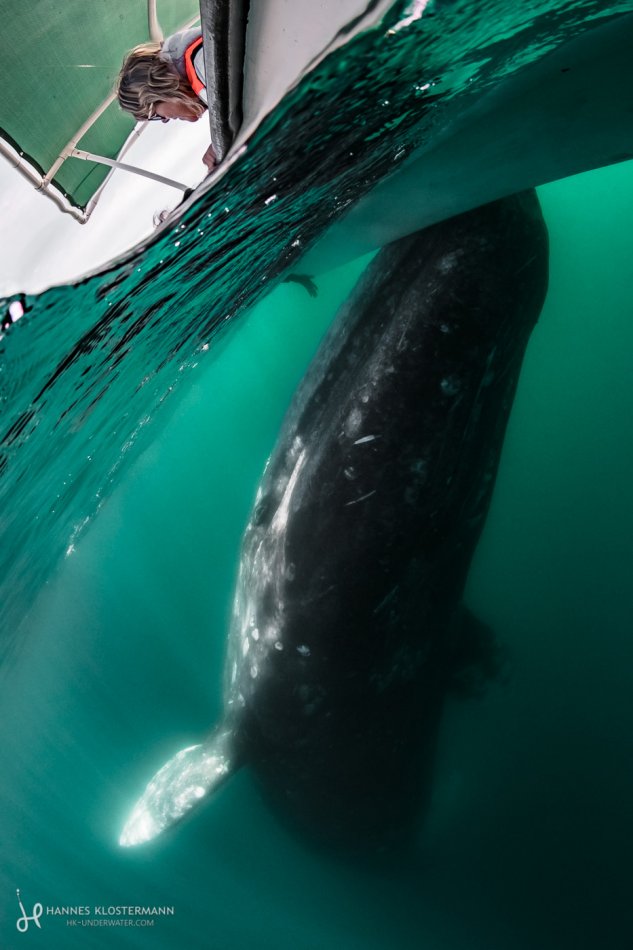 A grey whale gently touches a whale watching boat. Bahía Magdalena, Mexico