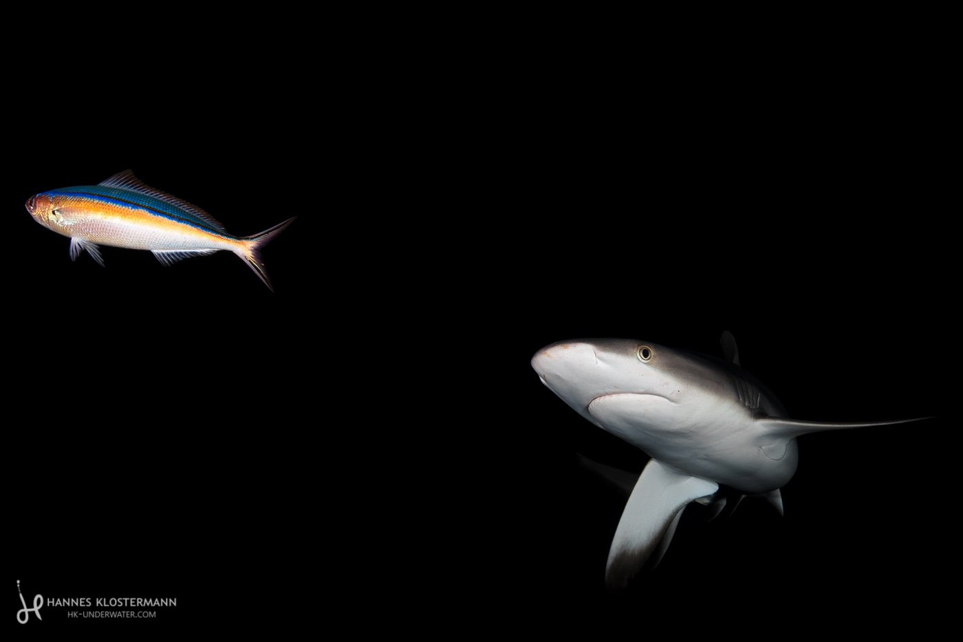 A grey reef shark turning towards potential prey. Fakarava, French Polynesia