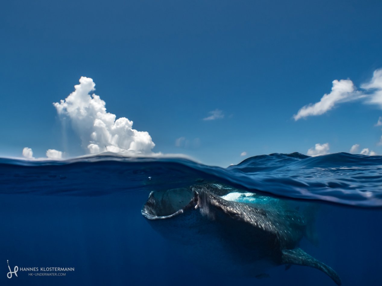 A whale shark feeding on bonito eggs near the surface. Isla Mujeres, Mexico