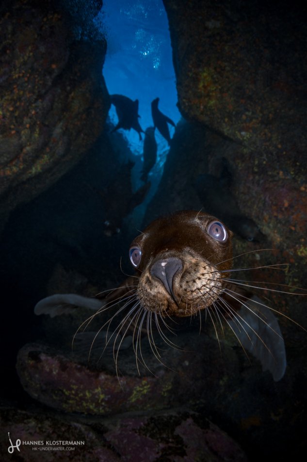 A California sea lion pup just looking extra cute! La Paz, Mexico