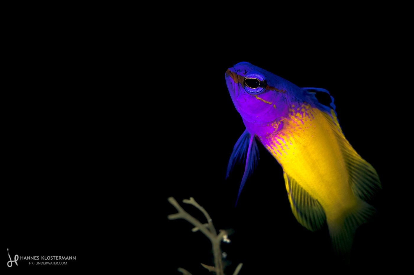 A fairy basslet posing for the camera in Grand Cayman.