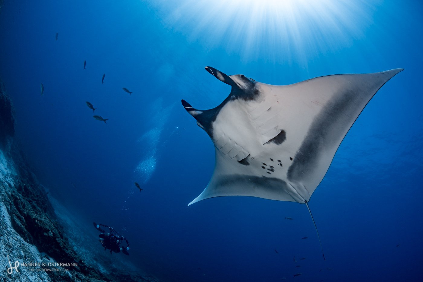 A giant manta ray and diver in La Paz, Mexico.