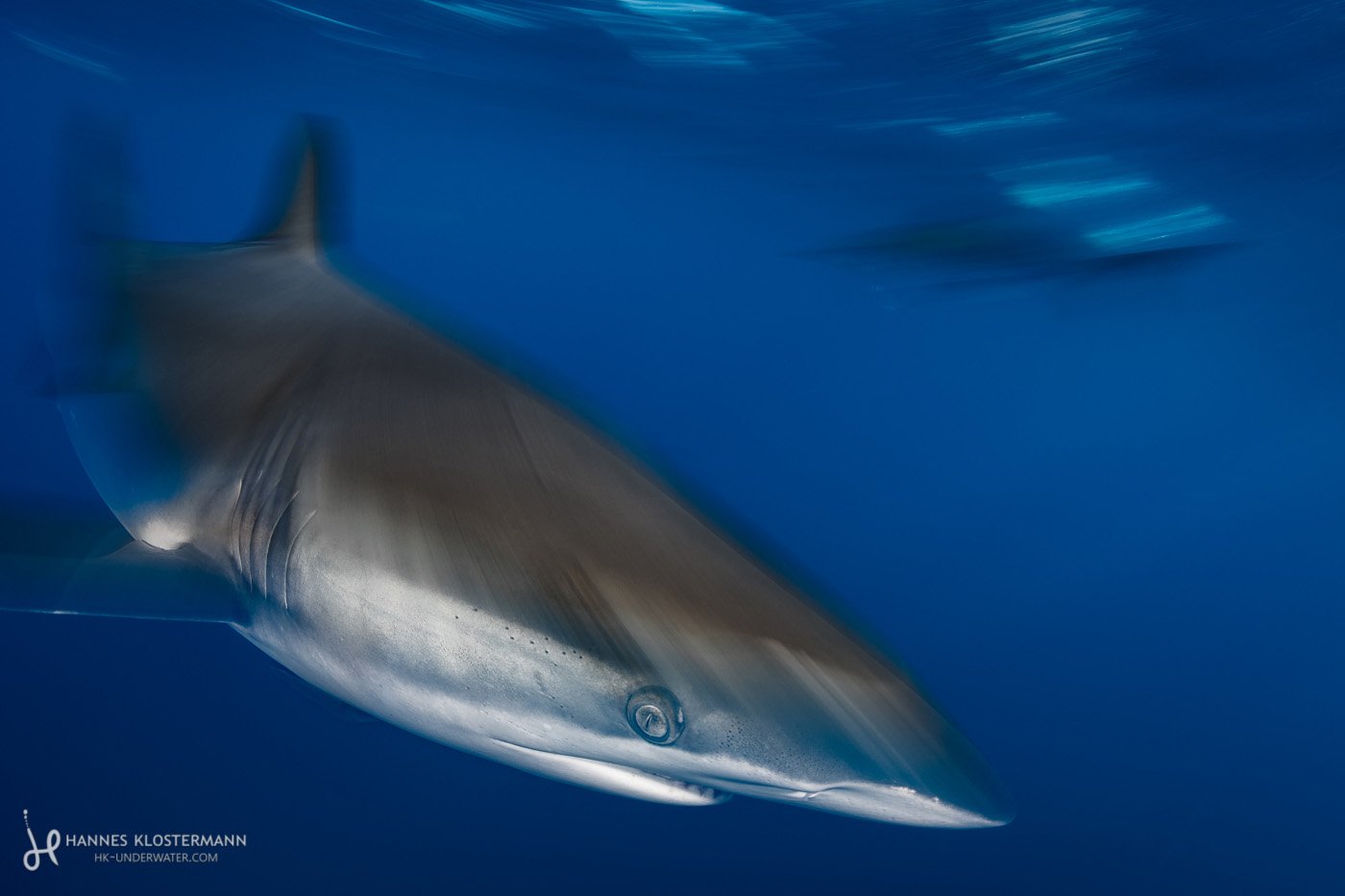 A silky shark shot with a slow shutter. Cabo San Lucas, Mexico