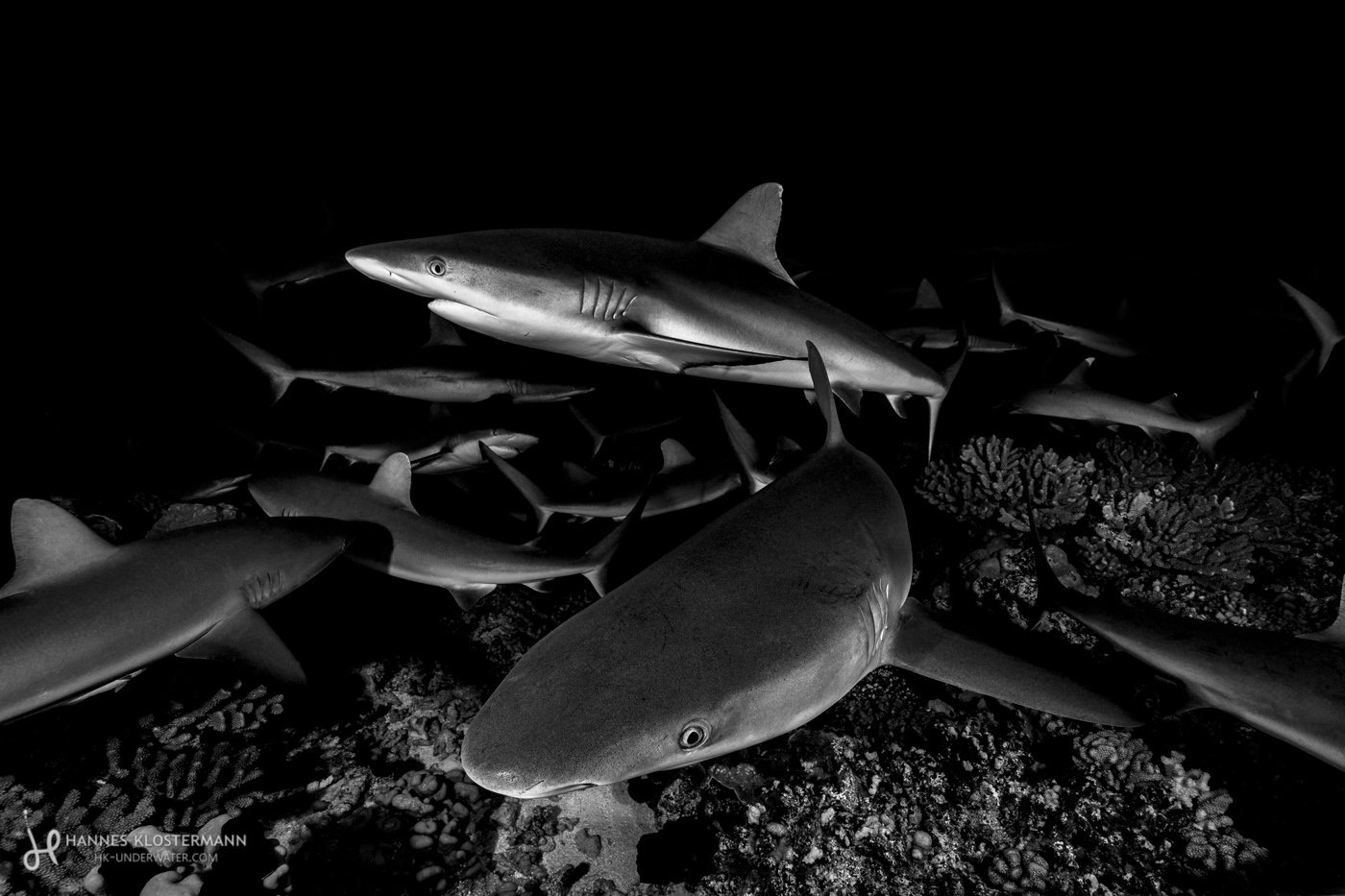 A pack of grey reef shark hunting at night. Fakarava, French Polynesia