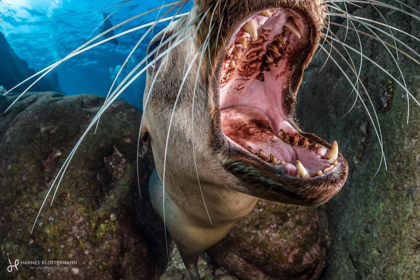 A California sea lion playing with the camera. La Paz, Mexico