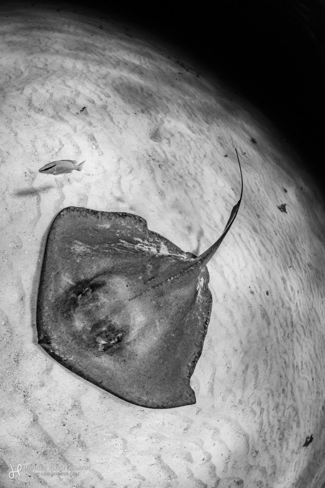 A southern stingray exploring the moon. Grand Cayman