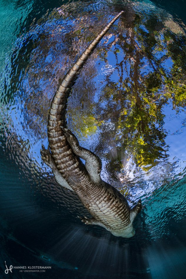 An American alligator swimming overhead at Everglades Outpost, Florida.