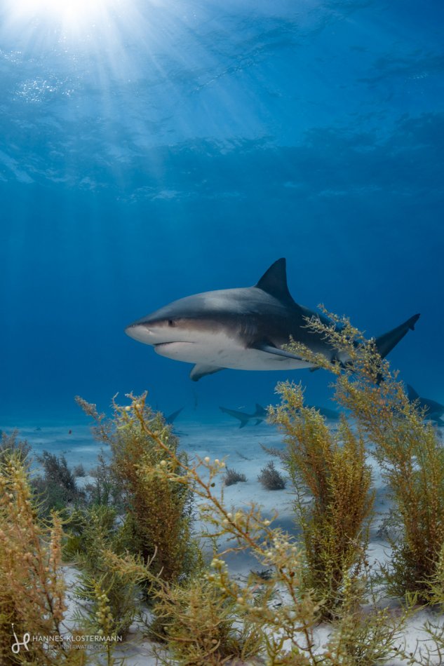 Bull shark cameo at Tiger Beach in the Bahamas.