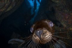 A California sea lion pup just looking extra cute! La Paz, Mexico